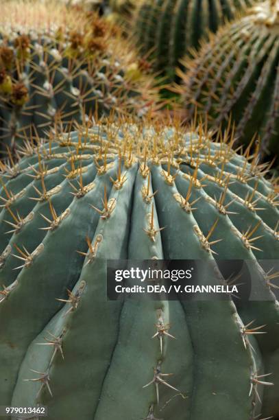 Glaucous barrel cactus , Cactaceae. Detail.