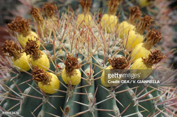 Fruits of Golden barrel cactus or mother-in-law's cushion , Cactaceae.