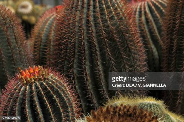 Glaucous barrel cactus , Cactaceae. Detail.