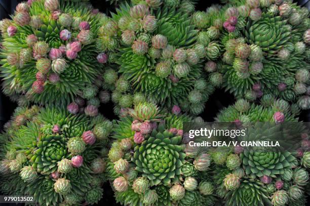 Cobweb house-leek in bloom , Crassulaceae.