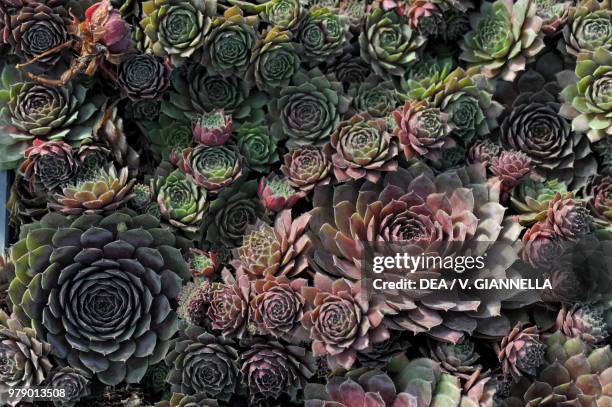 Rosettes of variegated houseleek , Crassulaceae.