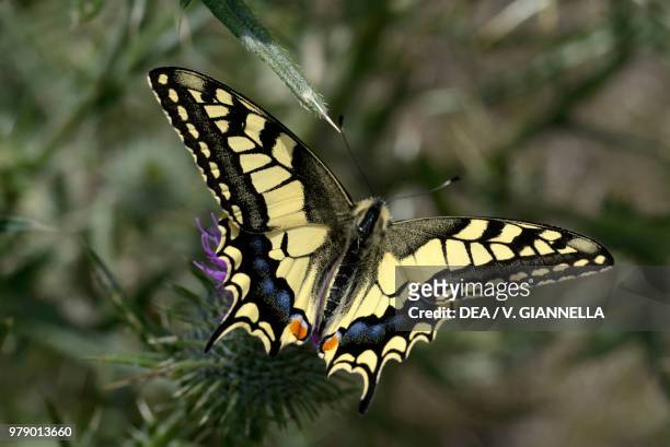 Old World swallowtail , Papilionidae.
