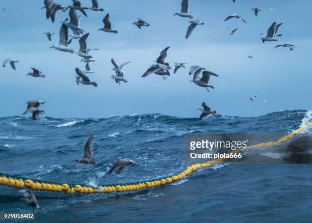 sea aquatic birds: feeding frenzy behavior - feeding frenzy stock pictures, royalty-free photos & images