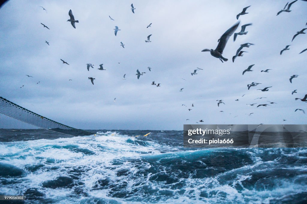 Sea aquatic birds: feeding frenzy behavior