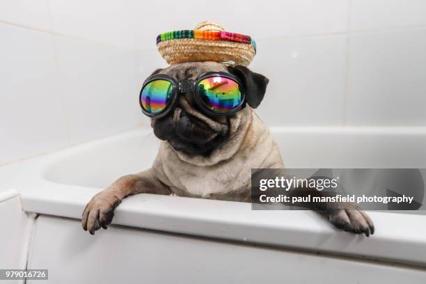 pug in fancy dress - straw hat stock pictures, royalty-free photos & images