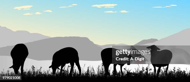 sunrise sheep pasture - feeding stock illustrations