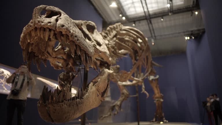 First T Rex Museum Trex Videos and HD Footage - Getty Images
