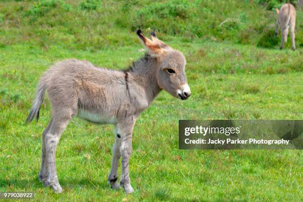 a cute young donkey foal standing in the new forest national park, hampshire, england, uk - donkey stock pictures, royalty-free photos & images