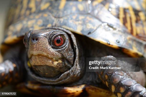 box turtle - box turtle stock pictures, royalty-free photos & images
