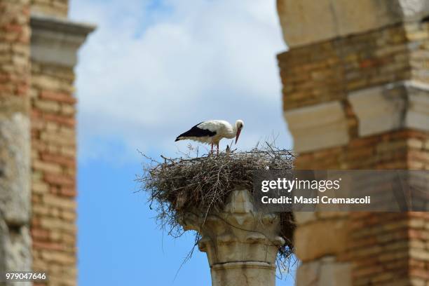 a breeding stork on a column at volubilis. - volubilis stock pictures, royalty-free photos & images