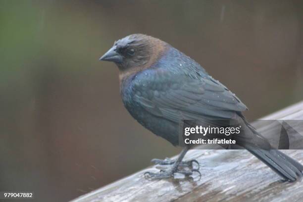 brown-headed cowbird - cowbird stock pictures, royalty-free photos & images