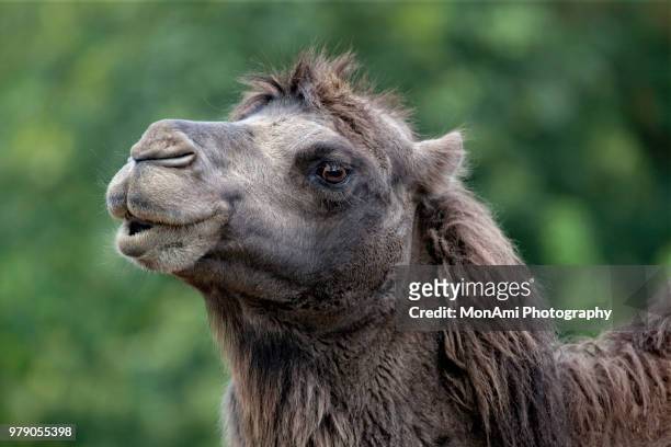 531 Camel's Hair Photos and Premium High Res Pictures - Getty Images