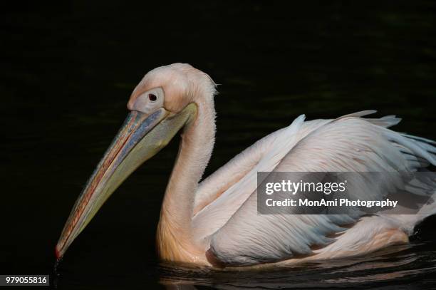 dalmatian pelican - monsees stock-fotos und bilder