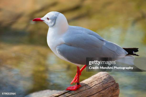 red-billed gull - monsees stock-fotos und bilder