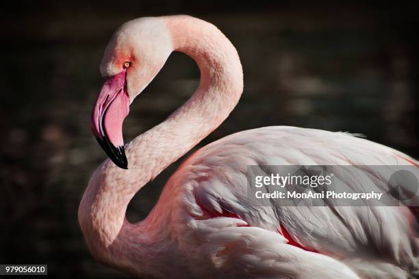 greater flamingo - flamingo heart fotografías e imágenes de stock