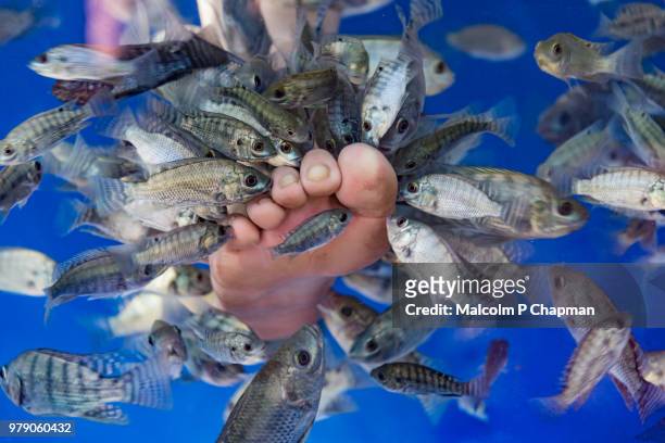 fish spa - fish massage and foot cleaning - foot spa stock pictures, royalty-free photos & images