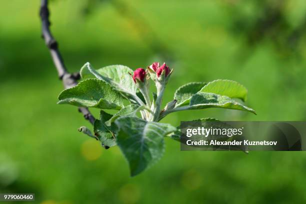 future apples - alexander kuznetsov fotografías e imágenes de stock