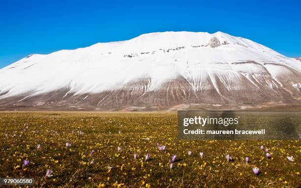 Flower Meadow High-Res Stock Photo