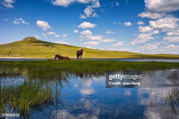 grassland - qiao stock pictures, royalty-free photos & images