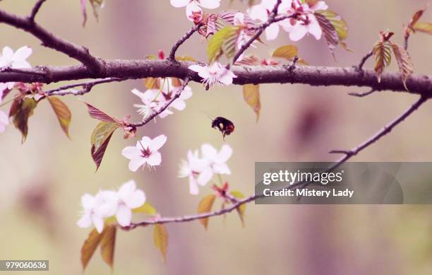 leonovo,russia - mistery stock pictures, royalty-free photos & images