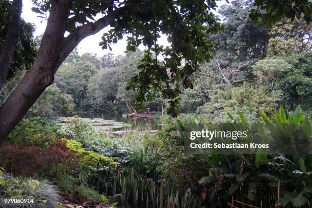 botanical gardens of medellin, pond, colombia - medellin photos et images de collection