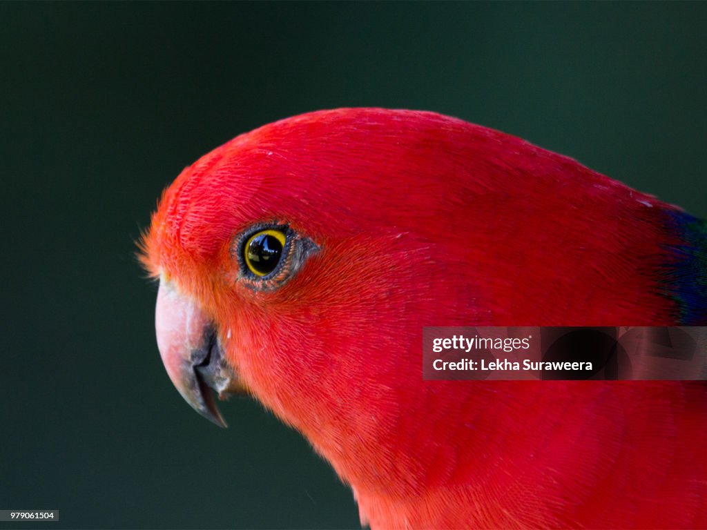 Male King parrot