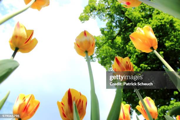 bis in den himmel - himmel stockfoto's en -beelden