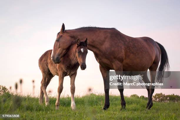 horses family - fohlen stock-fotos und bilder