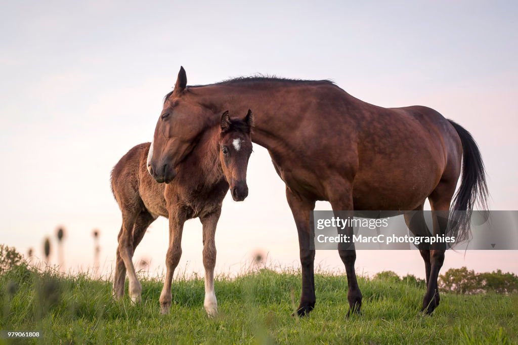 Horses family