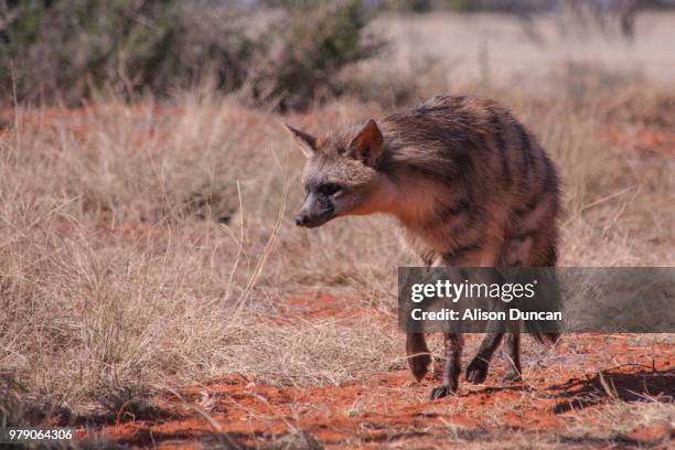 aardwolf - aardwolf stock pictures, royalty-free photos & images