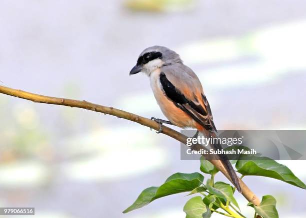 rufous-backed shrike (lanius schach) - lanius schach stock pictures, royalty-free photos & images