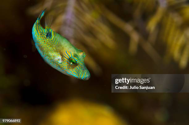1,049 Filefish Stock Photos, High-Res Pictures, and Images - Getty Images