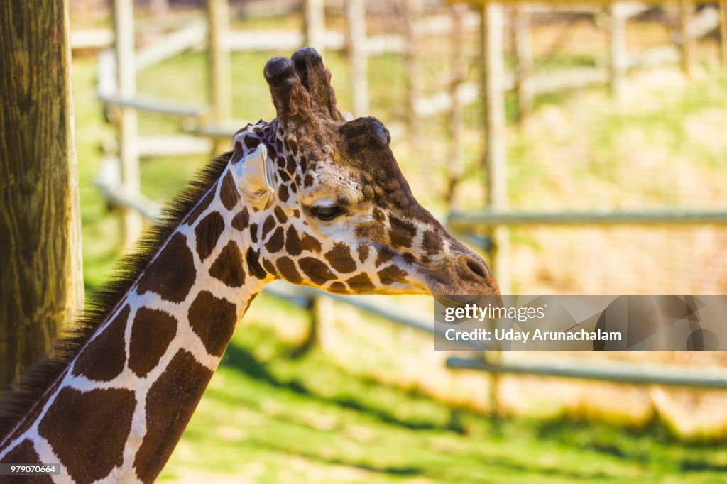 Giraffe