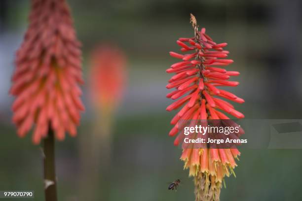 abeja florecida - abeja stock pictures, royalty-free photos & images