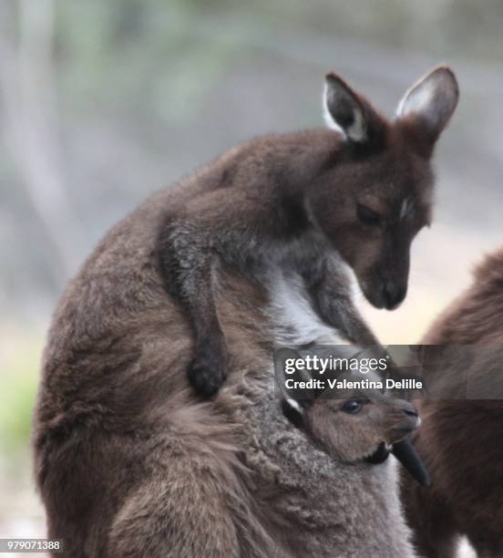 Joey Kangaroo 281 Joey Kangaroo Pouch Stock Photos, High-Res Pictures, and Images ...