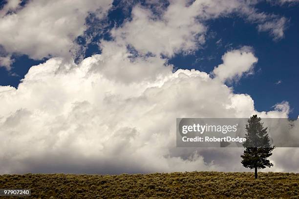 little tree, big storm - big sky ski resort stock pictures, royalty-free photos & images