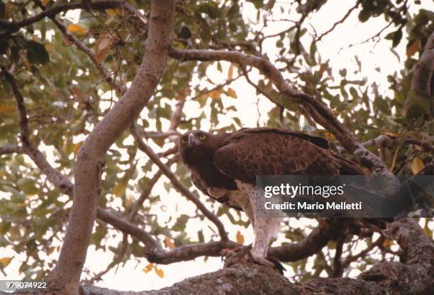 martial eagle with prey - martial eagle stock pictures, royalty-free photos & images