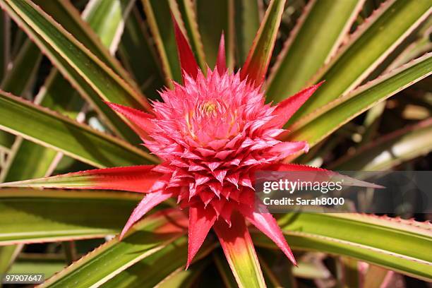 ananas-plant - pineapple plant stock-fotos und bilder