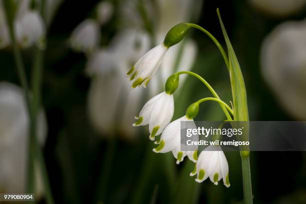 Snow Bell High-Res Stock Photo