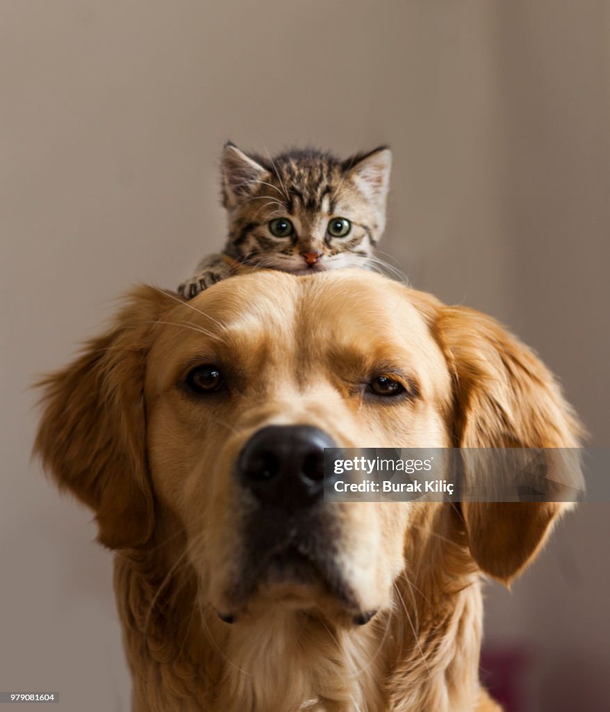 Kitten sitting on dog