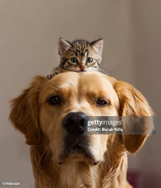kitten sitting on dog - kat stockfoto's en -beelden