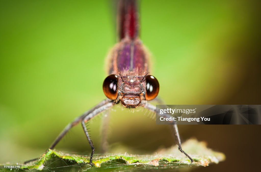 American Rubyspot