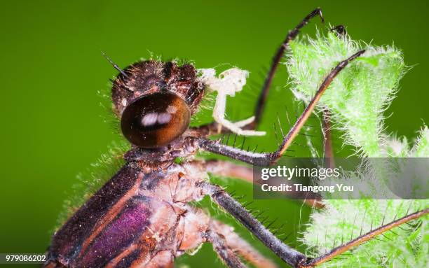 american rubyspot - american rubyspot dragonfly stock pictures, royalty-free photos & images