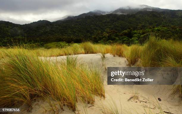 landscape of heaphy track, grass and sand in foreground, south island, new zealand - kahurangi national park fotografías e imágenes de stock