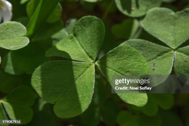 Ireland Sham Rocks Ireland Shamrock Photos and Premium High Res Pictures - Getty Images