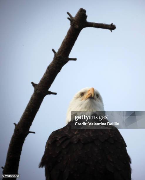 bald eagle, sequim, wa - sequim stock pictures, royalty-free photos & images