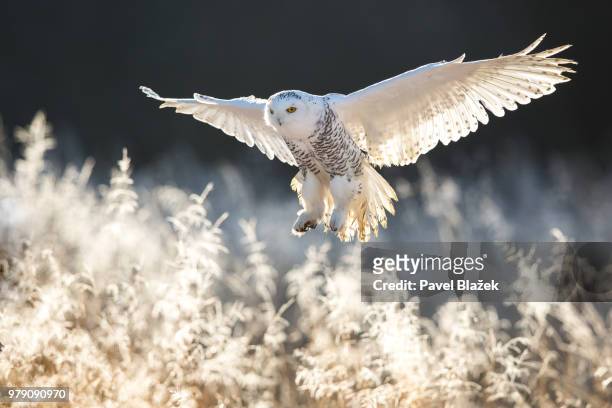 a snowy owl flying over a frosty field of plants. - schnee eule stock-fotos und bilder