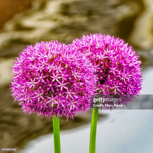 a duo of purple ornamental onions (allium giganteum) - rauw stock pictures, royalty-free photos & images