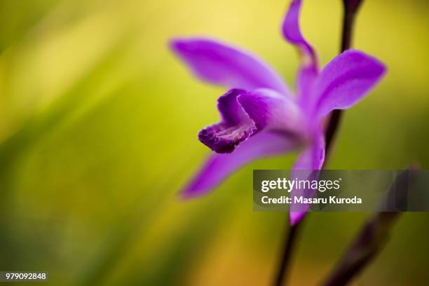 urn orchid - urn flowers stock pictures, royalty-free photos & images