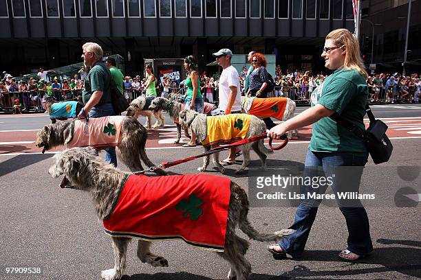 Members of the Irish Wolfhound Club of New South Wales participate in the annual St Patrick's Day parade in Sydney's CBD on March 21, 2010 in Sydney,...